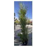 EXCELSA western red cedar approximately 8 foot