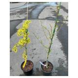 1 Kobus Magnolia, 1 Gold Variegated Chinese