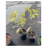 2 Enlightened Eastern Arborvitae