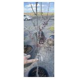 Flowering crab Apple, number two Quality tree