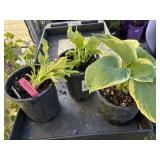 3 hosta, 2 Queen of the sea Hosta, 1 Hosta