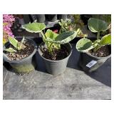 3 Patriot Hosta 1 Gallon ea