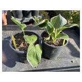 2  FRANCEE HOSTA