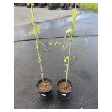 2 Maidenhair Trees Highest Bidder