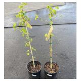 2 Maidenhair TreesHighest Bidder $2X