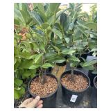 2 compact English laurel