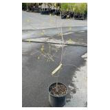 Black Tupelo aka Sourgum