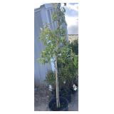 Autumn blaze PYRUS tree approximately 6 foot