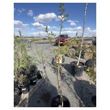 SAIJO per symmetry approximately 5 foot tall