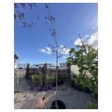 Crimson King Norway Maple Shade tree