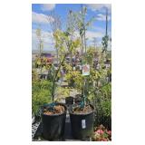 2 northern red Oaks approximately 3 foot