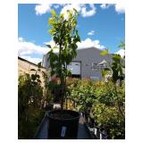 White lilac approximately 3 ft tall