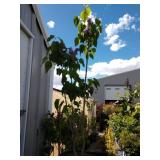 Lilac approximately 4 ft tall