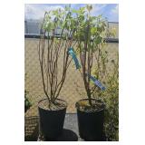2Lots 1ea Cardinal red twig dogwood