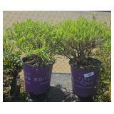 2Lot 1 ea Cobalt n gold hypericum