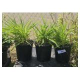 3Lots1ea Daylilly