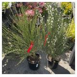 2 Scotch broom