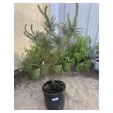 Pine tree  approximately 3 foot tall