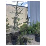 2 pine trees between four and 6 foot tallHigh