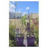 2 lots 1ea Berry White  Hydrangea