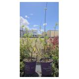 2lots 1ea Berry White Hydrangea