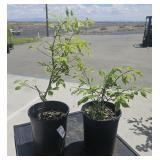 2 Lots 1 ea Likely a Burning Bush