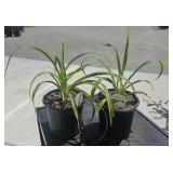 2 Lots 1ea Hemerocallis Happy Returns Perennial