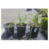 3 Lots 1ea Hemerocallis Happy Returns Perennial