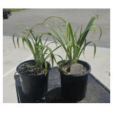 2 Lots 1ea Hemerocallis Happy Returns Perennial