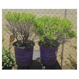 2Lots 1ea  Cobalt and gold hypericum