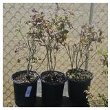 5 Lots 1ea Pink icing, blueberry bush