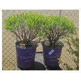 2 Lots 1ea Cobalt n gold hypericum