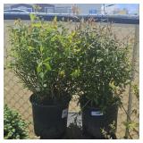 2Lots 1ea Japanese spirea