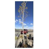 Large maple tree approximately 12 foot tall