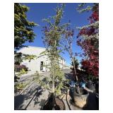 Aprox 8 ft Cedar Tree CEDRUS