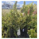 2lots1ea Euonymus Fortunei