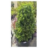 1 -5 Gallon Green Mountain Boxwood 45"Tall