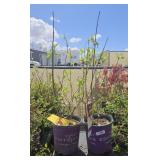 2lots 1ea Berry White Hydrangea