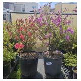 2lots 1ea Rhododenrdrum One Pink One Lavender