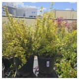 2lots 1ea Euonymus Fortunei