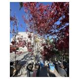 Bloodgood Japanese maple tree approximately 10