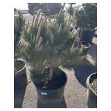 Small Bull Pine Tree  3 fr aprox