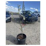 Apple four-way combo tree approximately 5 foot