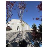 Thundercloud flowering plum tree Aprox 8to10 ft