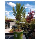 giant sequoia trees two lots one each