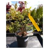 top hat blueberry two lots one each