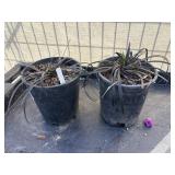 2 Ophiopogon planisoapus nigresc