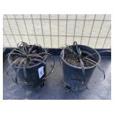 2 Ophiopogon planisoapus nigresc