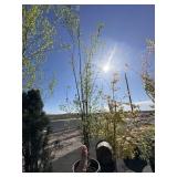 Heritage River Birch tree approximately 16 to 18