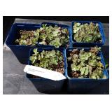 Sedum hybrid sun sparkle lime zinger